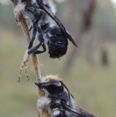 Megachile lucidiventris at Tennent, ACT - 31 Dec 2014