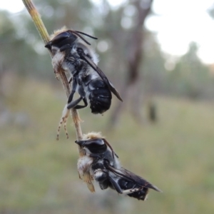 Megachile lucidiventris at Tennent, ACT - 31 Dec 2014