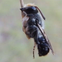 Megachile lucidiventris at Tennent, ACT - 31 Dec 2014