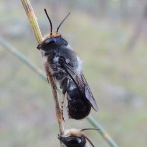 Megachile lucidiventris at Tennent, ACT - 31 Dec 2014