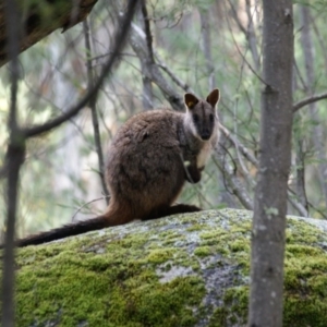 Petrogale penicillata at Paddys River, ACT - suppressed