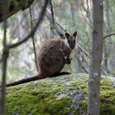 Petrogale penicillata (Brush-tailed Rock Wallaby) at Tidbinbilla Nature Reserve - 19 Aug 2016 by roymcd