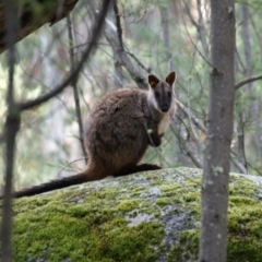 Petrogale penicillata (Brush-tailed Rock Wallaby) at Paddys River, ACT - 19 Aug 2016 by roymcd