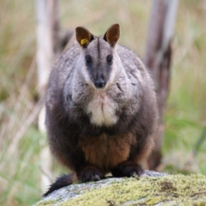 Petrogale penicillata at Paddys River, ACT - suppressed