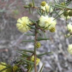 Acacia ulicifolia (Prickly Moses) at Majura, ACT - 2 Sep 2016 by SilkeSma