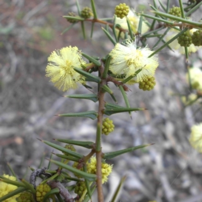 Acacia ulicifolia (Prickly Moses) at Majura, ACT - 2 Sep 2016 by SilkeSma
