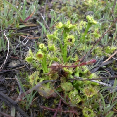 Drosera (genus) (A Sundew) at Majura, ACT - 2 Sep 2016 by SilkeSma