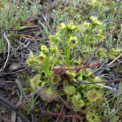 Drosera sp. (A Sundew) at Majura, ACT - 1 Sep 2016 by SilkeSma