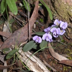 Hovea heterophylla (Common Hovea) at Mount Ainslie - 1 Sep 2016 by SilkeSma