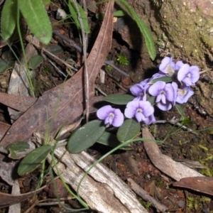 Hovea heterophylla at Majura, ACT - 2 Sep 2016 09:29 AM