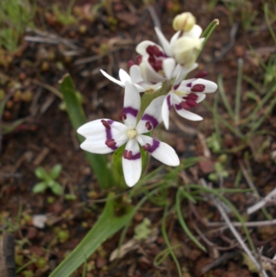 Wurmbea dioica subsp. dioica (Early Nancy) at Majura, ACT - 2 Sep 2016 by SilkeSma