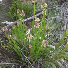 Stackhousia monogyna (Creamy Candles) at Majura, ACT - 2 Sep 2016 by SilkeSma