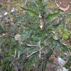 Solanum cinereum (Narrawa Burr) at Majura, ACT - 2 Sep 2016 by SilkeSma
