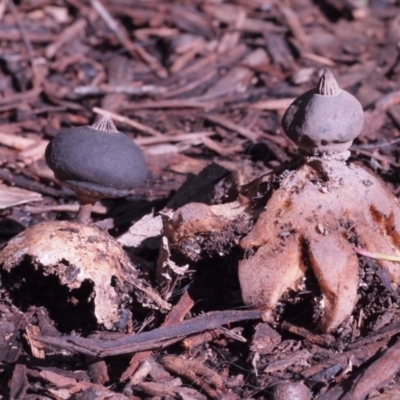 Geastrum tenuipes (An earthstar) at Macquarie, ACT - 28 Aug 2016 by Heino