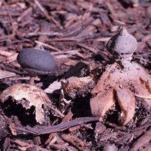 Geastrum tenuipes at Macquarie, ACT - 28 Aug 2016