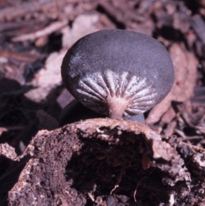 Geastrum tenuipes at Macquarie, ACT - 28 Aug 2016