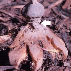 Geastrum tenuipes at Macquarie, ACT - 28 Aug 2016