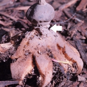 Geastrum tenuipes at Macquarie, ACT - 28 Aug 2016