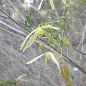 Clematis leptophylla at Majura, ACT - 2 Sep 2016