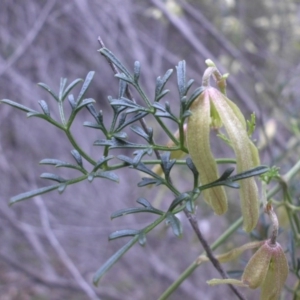 Clematis leptophylla at Majura, ACT - 2 Sep 2016