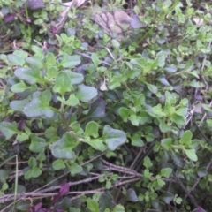 Einadia hastata (Berry Saltbush) at Mount Ainslie - 1 Sep 2016 by SilkeSma