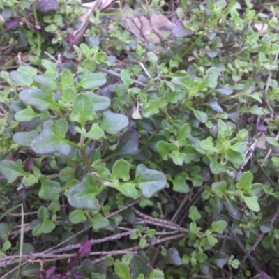 Einadia hastata (Berry Saltbush) at Mount Ainslie - 1 Sep 2016 by SilkeSma