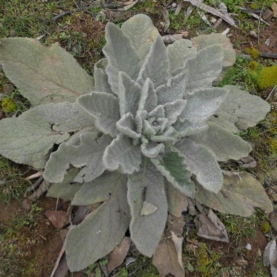 Verbascum thapsus subsp. thapsus (Great Mullein, Aaron's Rod) at Mount Ainslie - 2 Sep 2016 by SilkeSma
