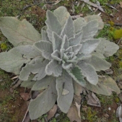 Verbascum thapsus subsp. thapsus (Great Mullein, Aaron's Rod) at Majura, ACT - 2 Sep 2016 by SilkeSma