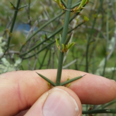 Discaria pubescens (Australian Anchor Plant) at Molonglo River Reserve - 22 Jan 2016 by RichardMilner