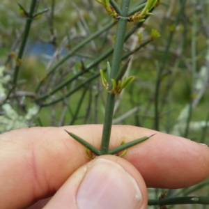 Discaria pubescens at Molonglo River Reserve - 23 Jan 2016 10:49 AM