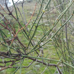 Discaria pubescens at Molonglo River Reserve - 23 Jan 2016 10:45 AM