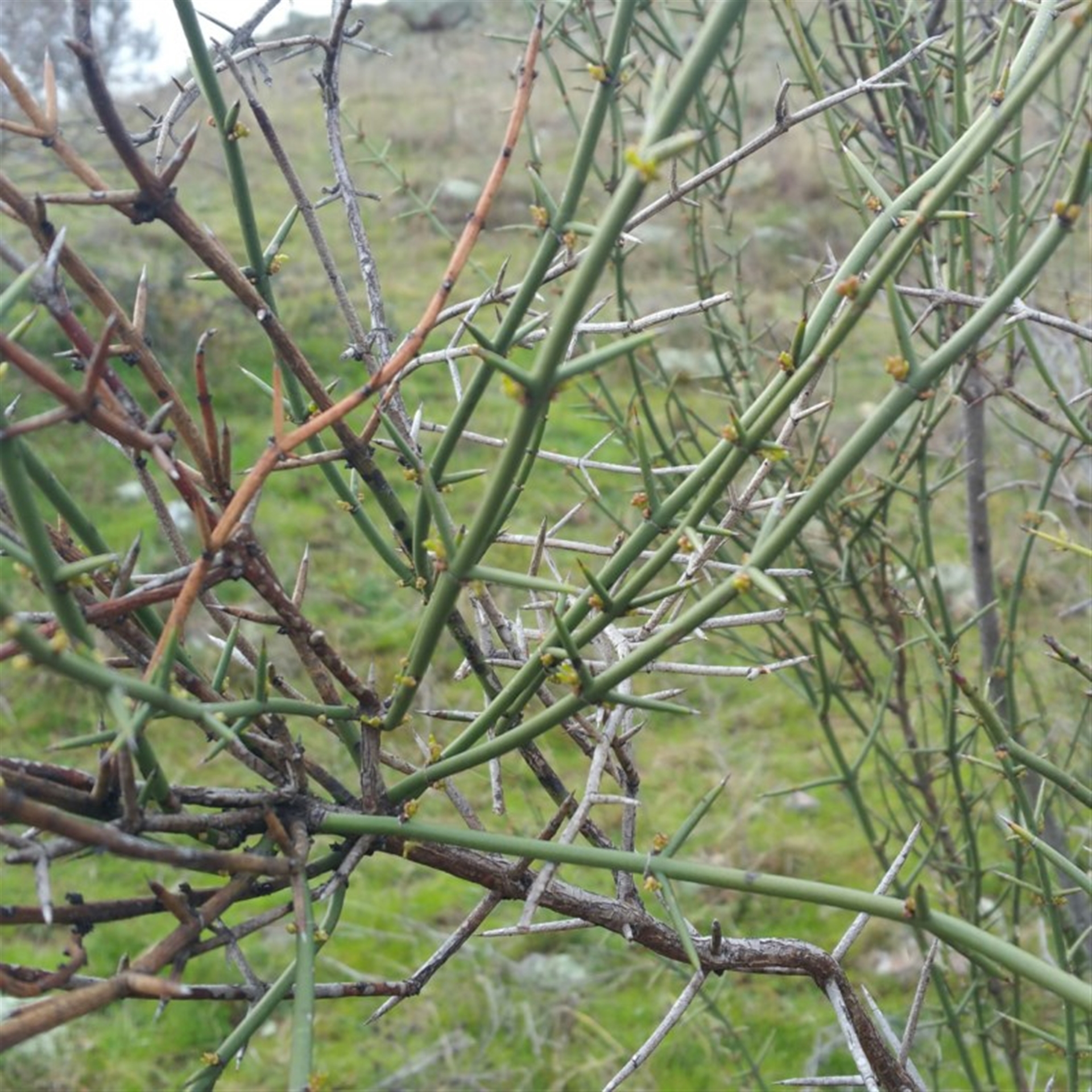 Discaria pubescens at Lower Molonglo - Canberra & Southern Tablelands NSW