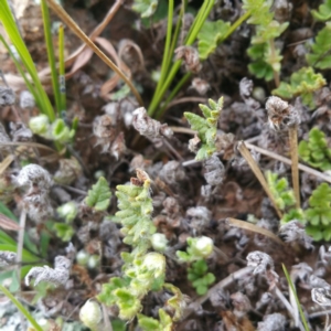 Cheilanthes distans at Molonglo River Reserve - 23 Jan 2016 10:43 AM