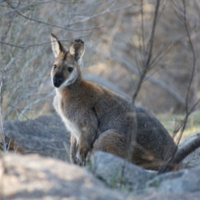 Notamacropus rufogriseus (Red-necked Wallaby) at Cooleman Ridge - 13 Aug 2016 by roymcd