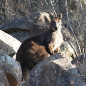 Osphranter robustus robustus at Fisher, ACT - 13 Aug 2016