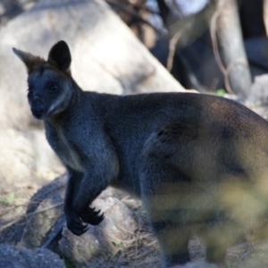 Wallabia bicolor at Fisher, ACT - 13 Aug 2016