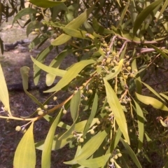 Acacia melanoxylon (Blackwood) at Jerrabomberra, ACT - 30 Aug 2016 by Mike