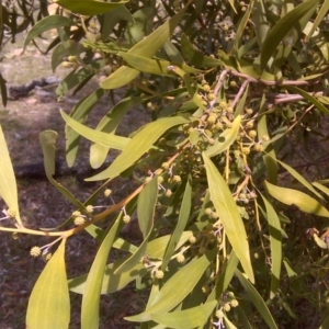 Acacia melanoxylon at Jerrabomberra, ACT - 30 Aug 2016