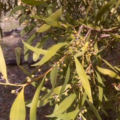 Acacia melanoxylon (Blackwood) at Isaacs Ridge and Nearby - 30 Aug 2016 by Mike