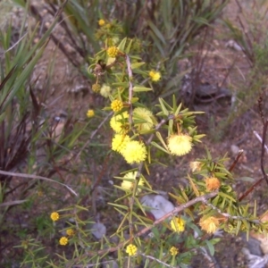 Acacia ulicifolia at Farrer Ridge - 29 Aug 2016