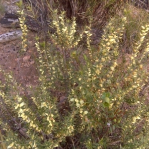 Melichrus urceolatus at Farrer Ridge - 29 Aug 2016