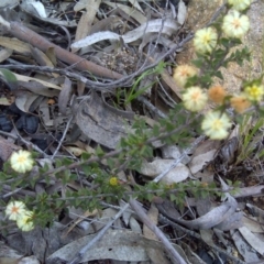 Acacia gunnii (Ploughshare Wattle) at Farrer Ridge - 29 Aug 2016 by Mike