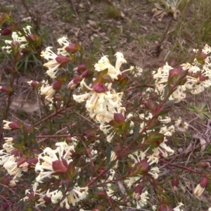 Pimelea linifolia subsp. linifolia at Tuggeranong DC, ACT - 29 Aug 2016