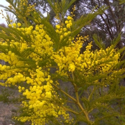 Acacia decurrens (Green Wattle) at Farrer Ridge - 29 Aug 2016 by Mike
