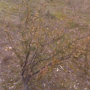 Styphelia fletcheri subsp. brevisepala at Isaacs, ACT - 29 Aug 2016