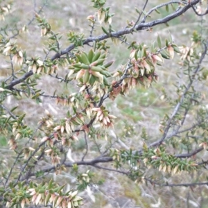 Styphelia fletcheri subsp. brevisepala at Isaacs, ACT - 29 Aug 2016