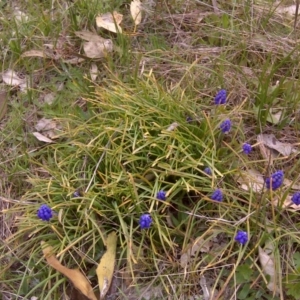 Muscari armeniacum at Isaacs, ACT - 29 Aug 2016