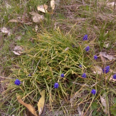 Muscari armeniacum (Grape Hyacinth) at Isaacs, ACT - 29 Aug 2016 by Mike