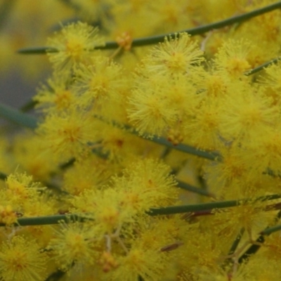 Acacia boormanii (Snowy River Wattle) at Red Hill Nature Reserve - 21 Aug 2016 by roymcd