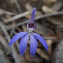 Cyanicula caerulea (Blue Fingers, Blue Fairies) at Aranda, ACT - 1 Sep 2016 by CathB